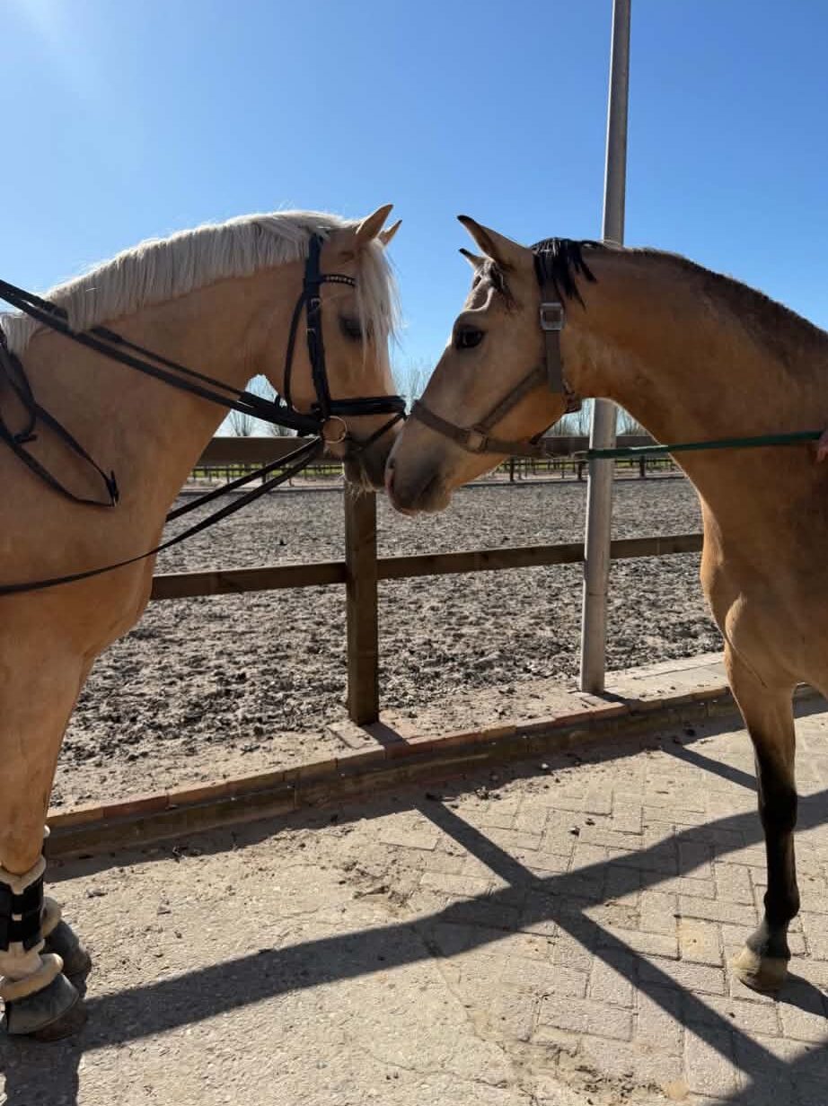 Sfeerbeeld uit de paardenwereld